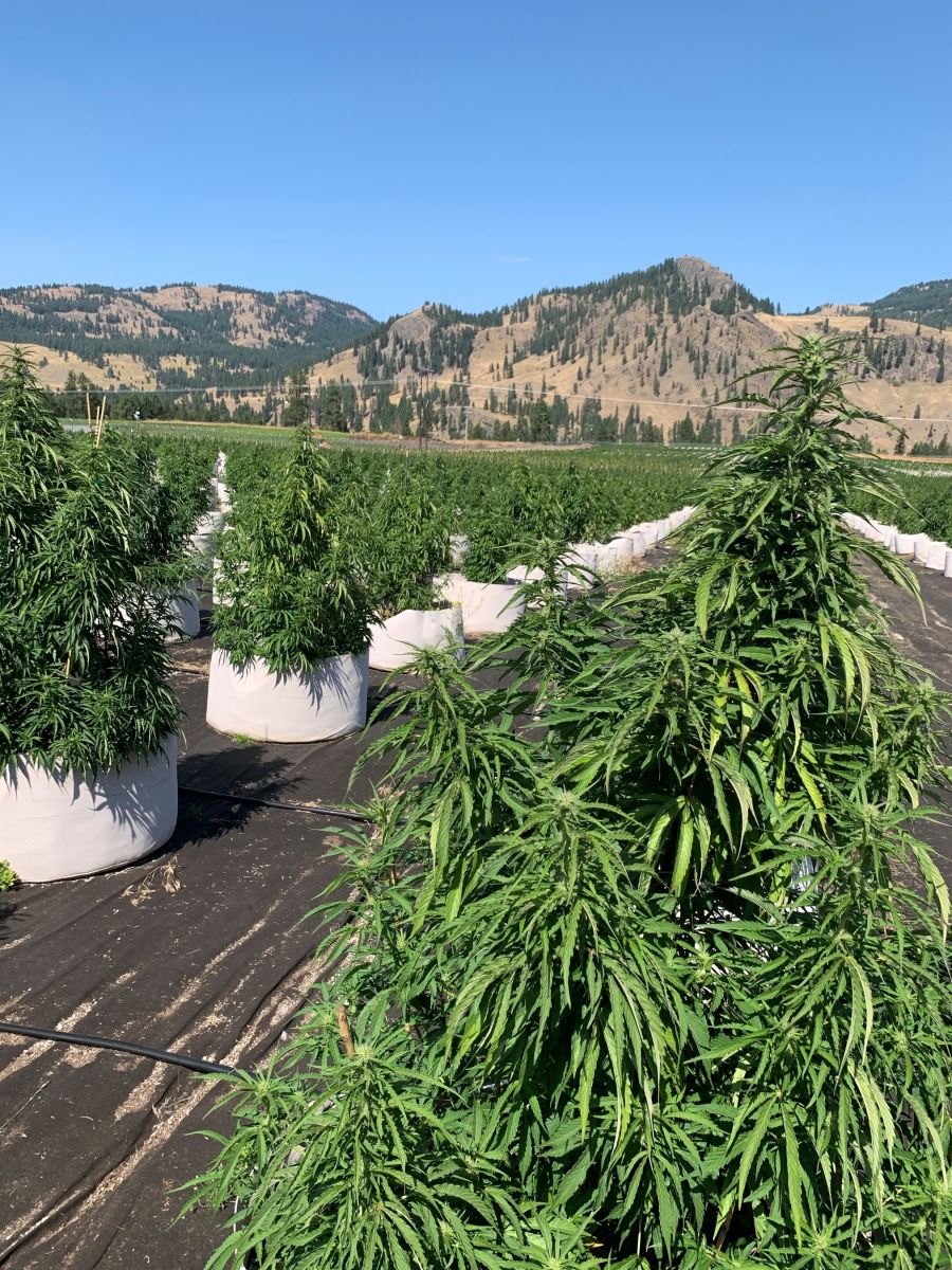 The largest legal cannabis harvest in history is happening near Kelowna
