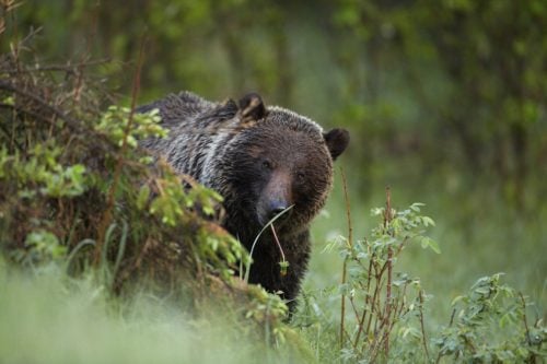 <who>Photo Credit: WildSafeBC</who>Grizzly Bear