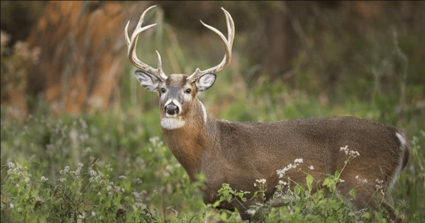 BC government rules out chronic wasting disease in Okanagan deer