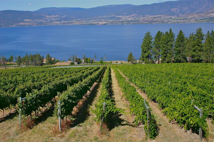 <who> Photo Credit: KelownaNow </who> Okanagan Wineries benefit Kelowna's economy positively by exporting wine and bring in agri-tourism. 
