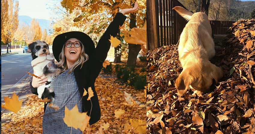 Woof Wednesday Vol. 41