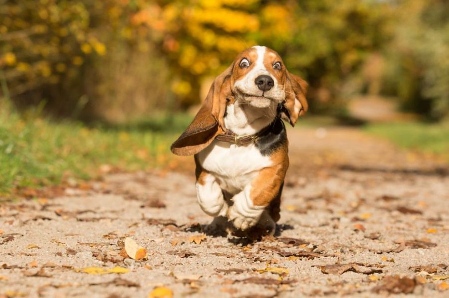 <who>Photo Credit: Kennel Club</who>Katrina Wilson