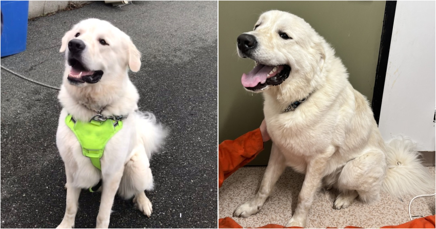 Furever Home Finder: Gandalf