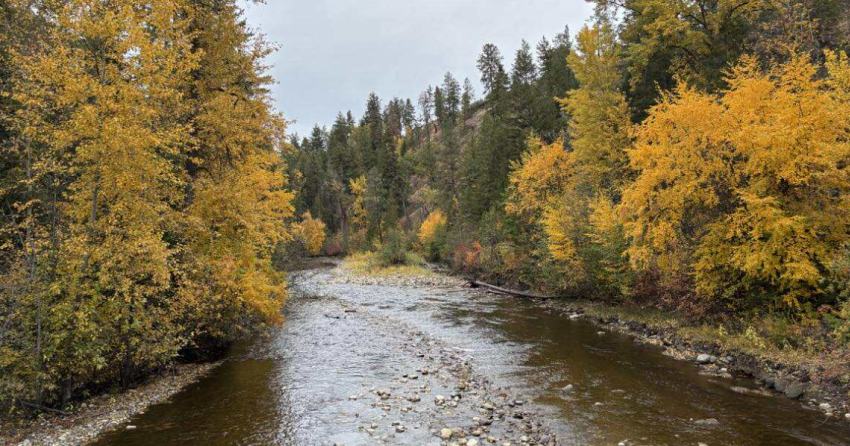 Your Voice: Want even more beautiful fall colours in Kelowna in 2055? Now’s the time to act