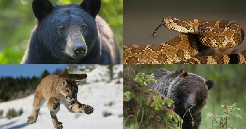 You’ve encountered a dangerous animal in the wild, now what?