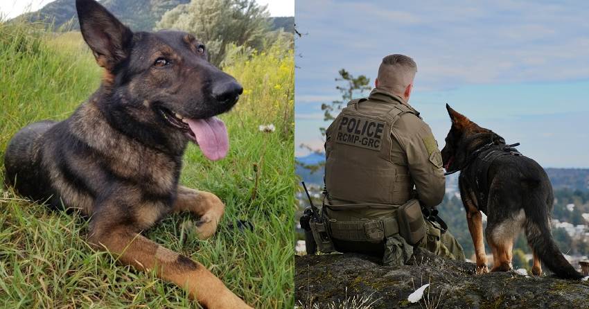 West Shore police dog retiring after answering hundreds of calls