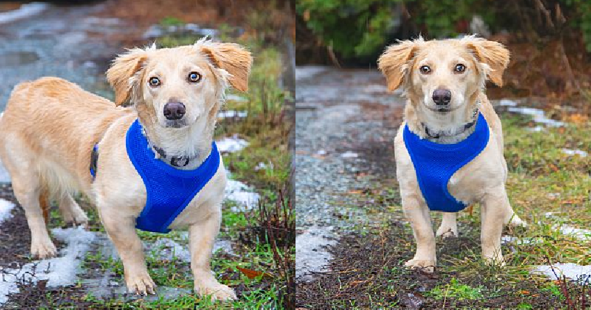 Furever Home Finder: Goldie