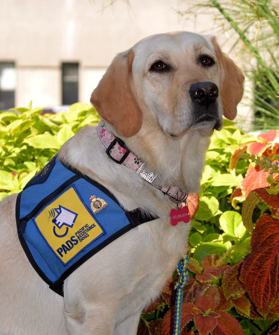 <who> Photo Credit: Photo Contributed </who> Dede Dacyk's service dog Calypso.