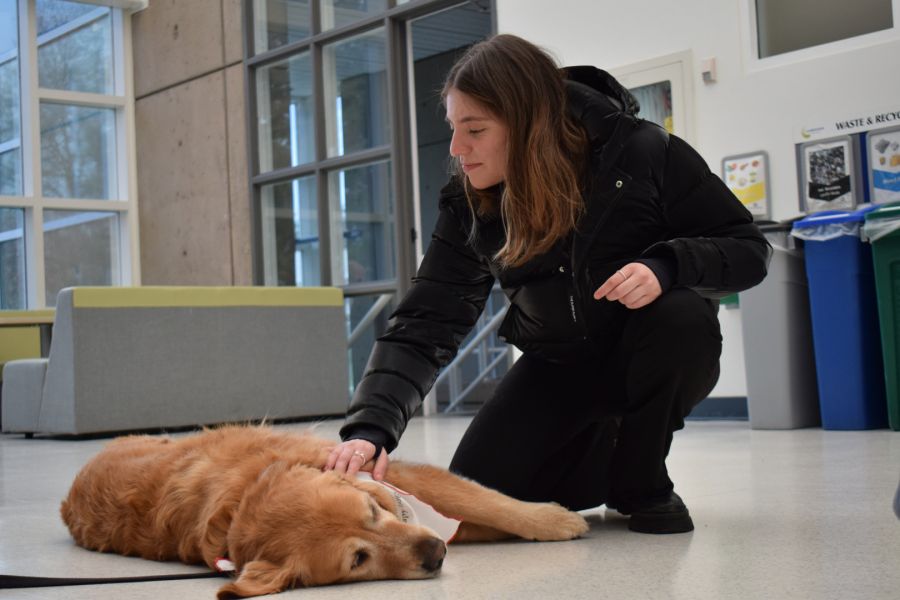 Over 700 dogs and their owners volunteer for the St. John Ambulance Society across BC and the Yukon.