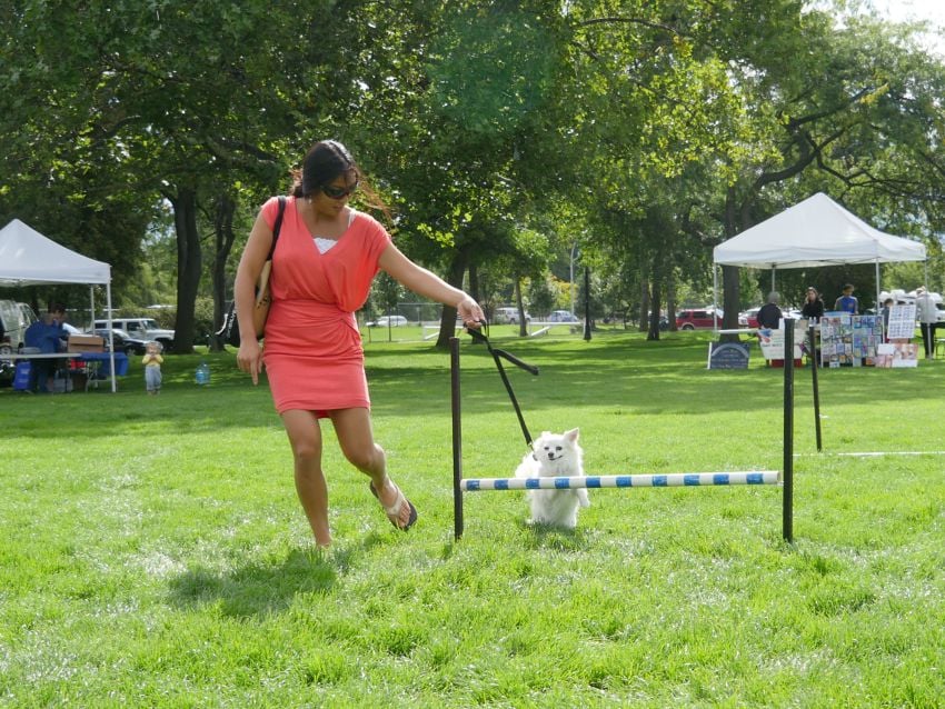 Dog owners enjoyed playing with their pets on the agility course in City Park. (Photo Credit: KelownaNow.com)
