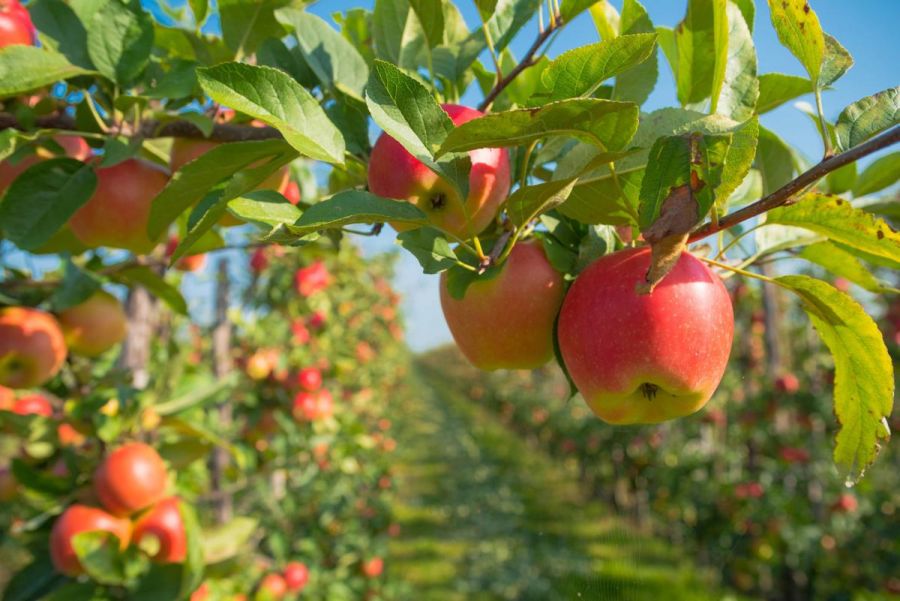 </who>The average annual Okanagan apple harvest is around 140 million pounds or 420 million apples.