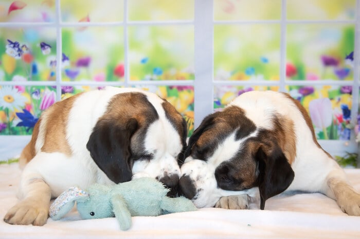 Furever Home Finder: Snoopy & Bowser