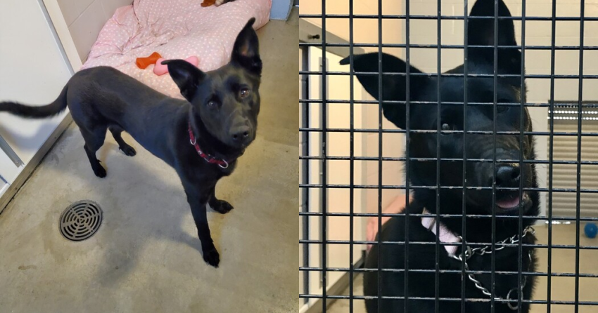Furever Home Finder: Ohana
