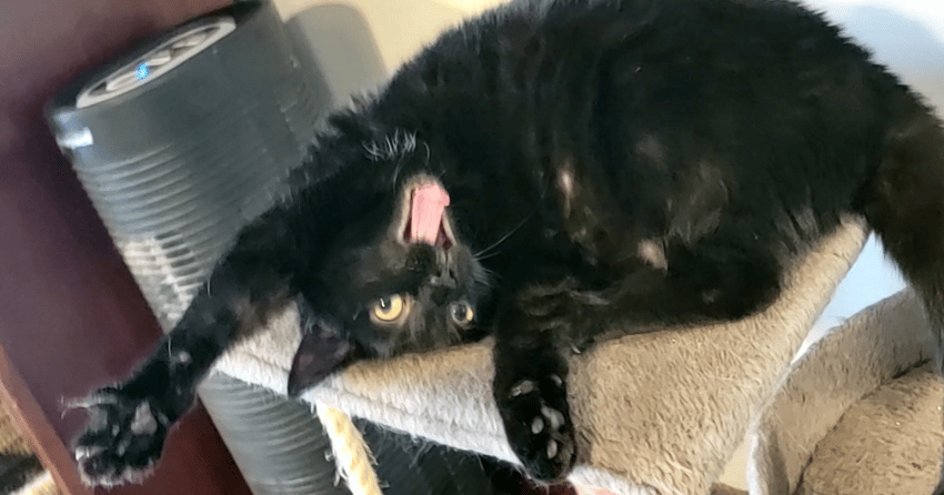 Kelowna’s cat café helps 38 felines find purrfect homes in first few months
