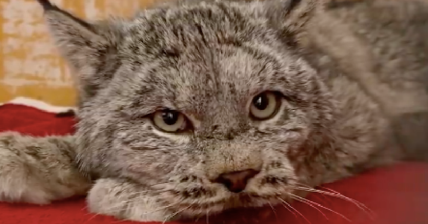 Lynx brought to BC Wildlife Park after being captured in Kamloops now ...