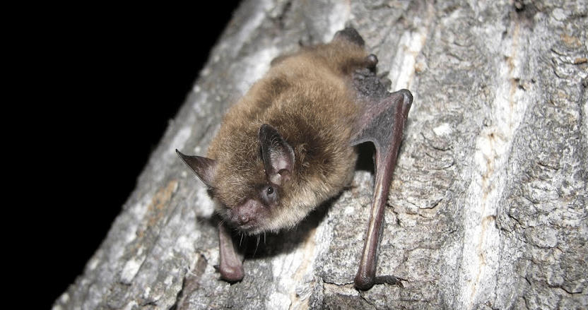 'Rabies risk is real': Potential exposures to viral disease surging ...