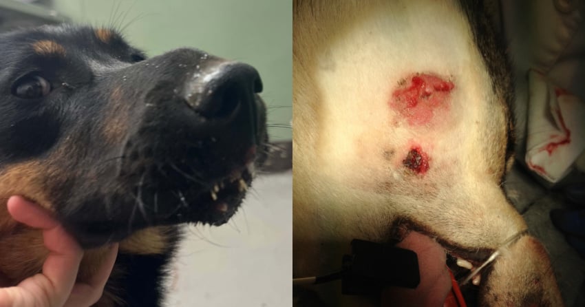 A closer shot of some of the dogs' injuries.
