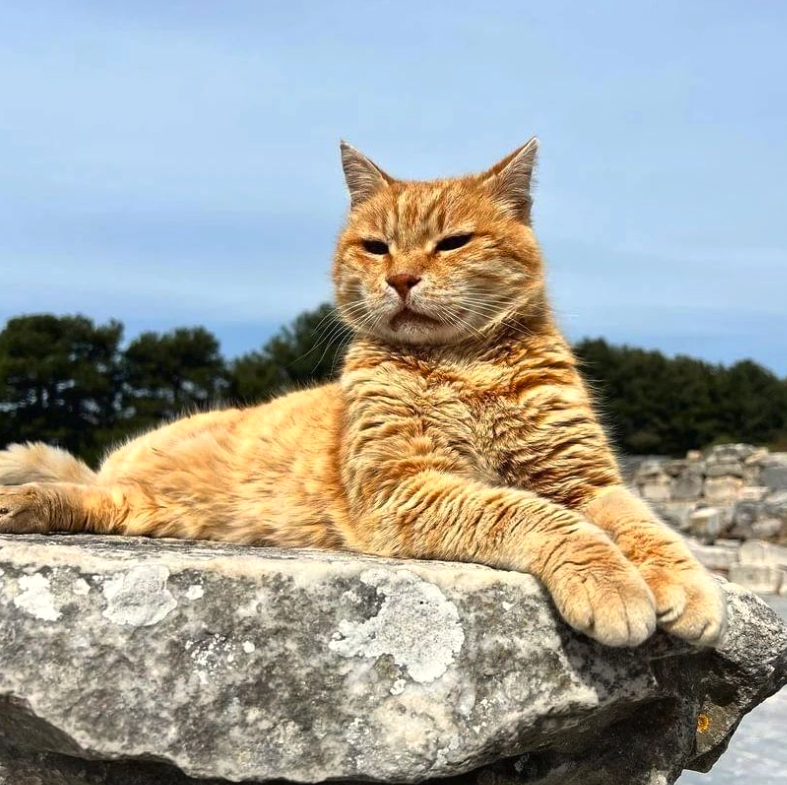 Garfield the stray cat oversees 2,000-year-old ruins in Turkey