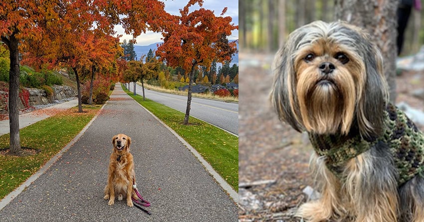 Woof Wednesday Vol. 39