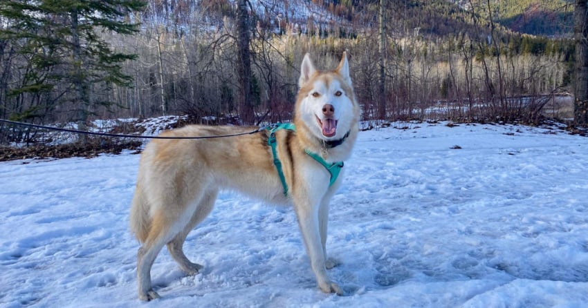 Furever Home Finder: Everett
