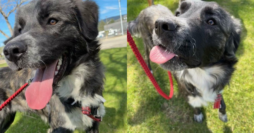 Furever Home Finder: JD