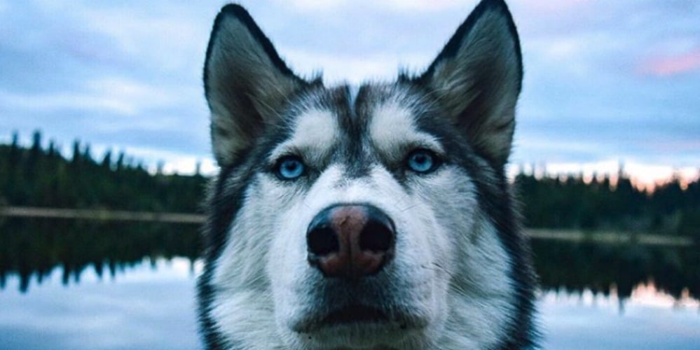 PHOTOS: Woof Wednesday Vol.21