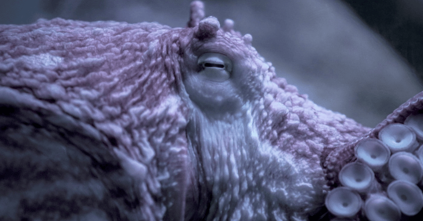 Octopus battles BC's bomb cyclone in ocean floor video