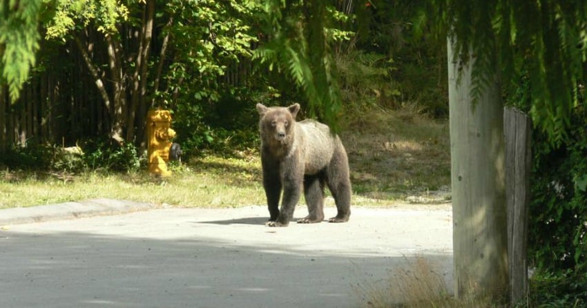 <who>Photo Credit: Conservation Officer Service</who> The female bear before being relocated, pictured in 2010. 