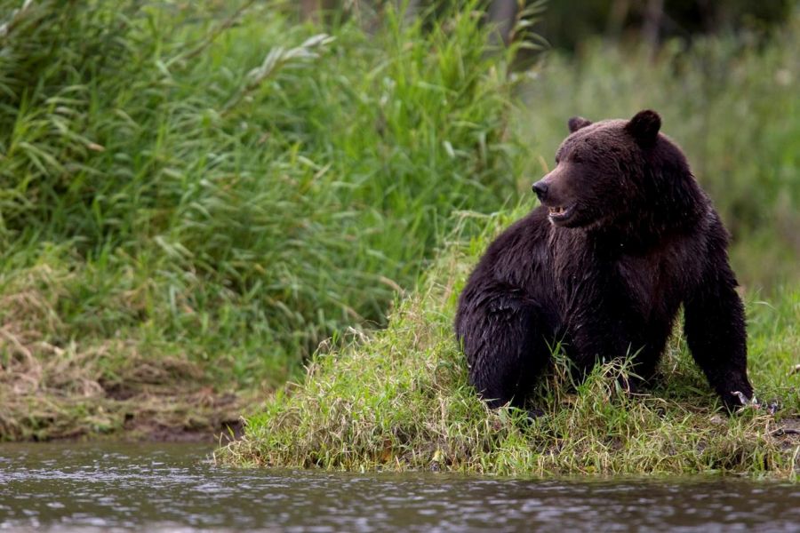 <who> Photo credit: File </who> The man was killed by a grizzly bear. Pictured: A file image showing a bear.