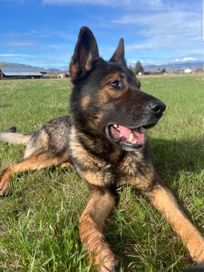 Police dog helps take down suspect after West Kelowna traffic stop ...