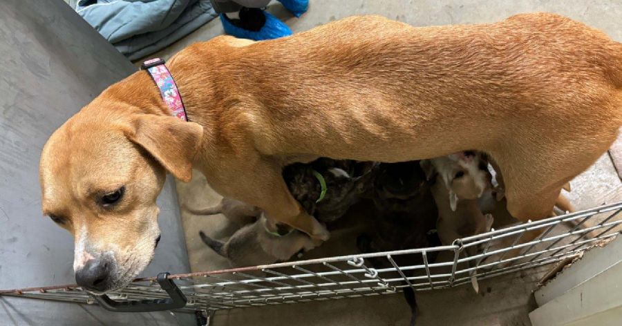 BC SPCA rescues 2 emaciated dogs and their 18 puppies from Interior ...