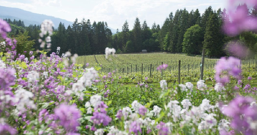 CONTEST CLOSED! Experience Coastal Charm in Cowichan this Summer