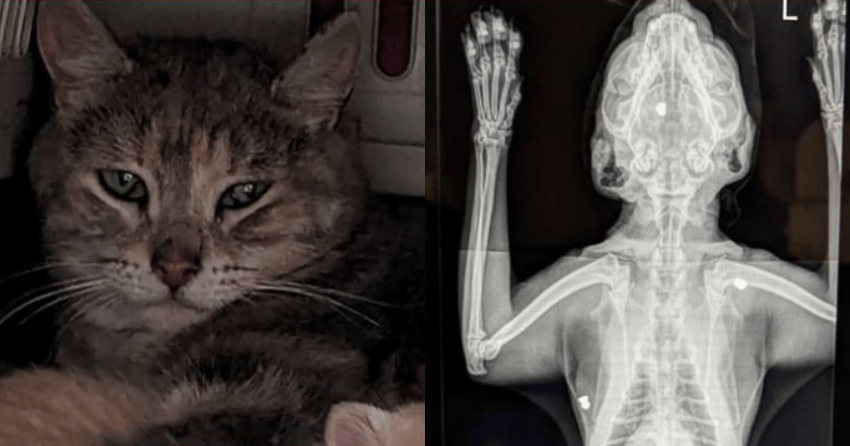 Cat rescued in Kamloops found with 3 pellets lodged under skin