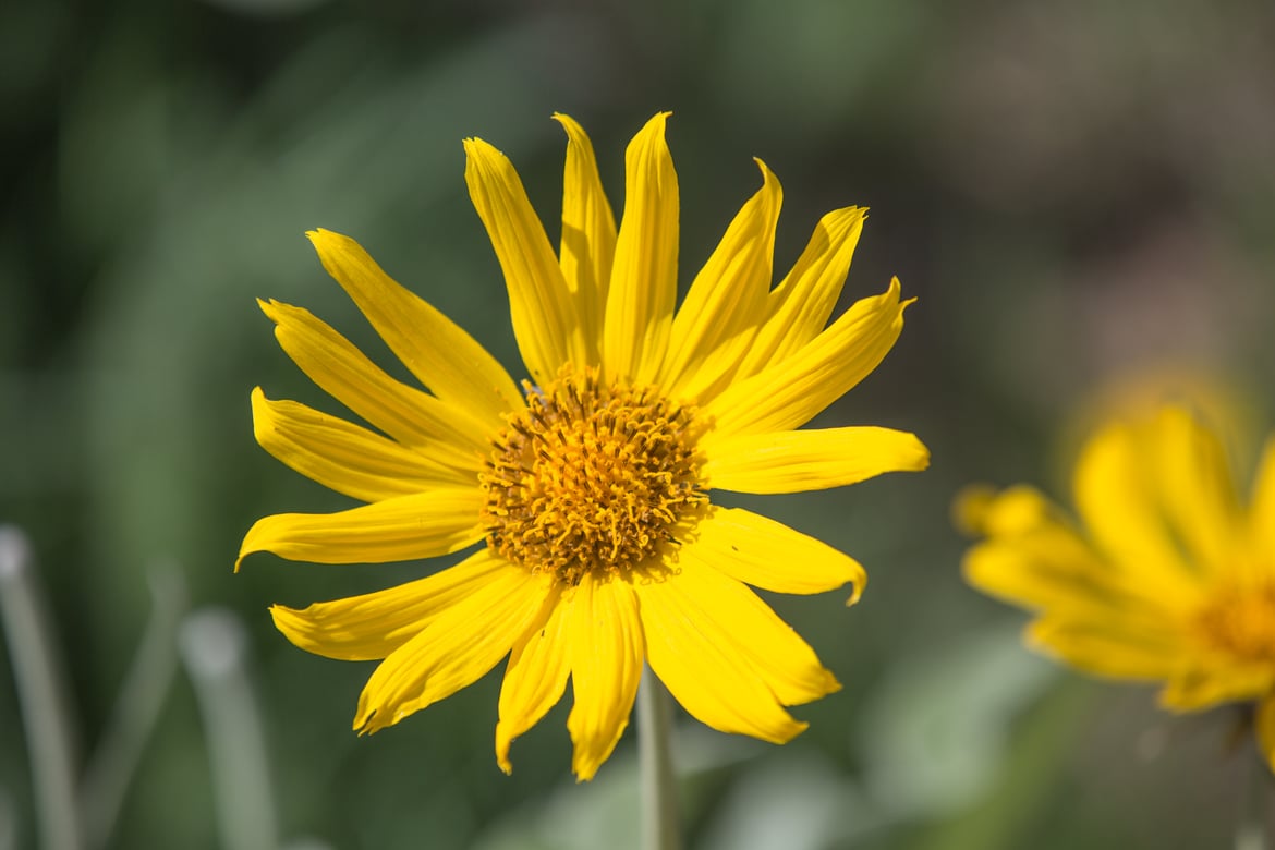 Kelowna’s official flower is pretty, practical and beginning to bloom!