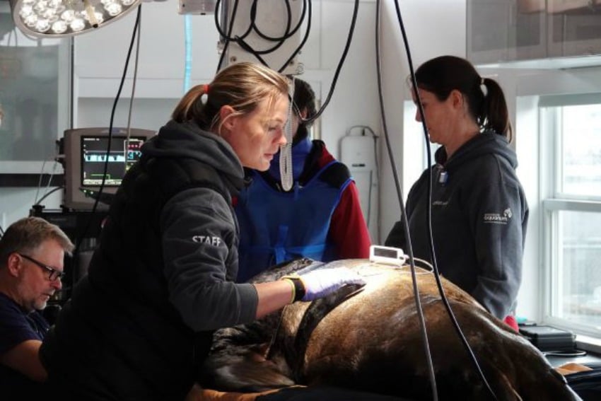 <who>Photo credit: Marine Mammal Rescue Centre 