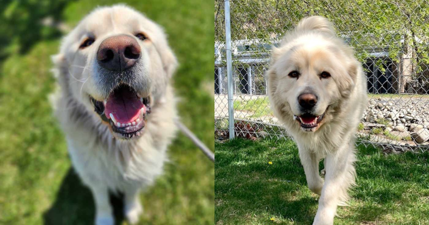 Furever Home Finder: Oscar