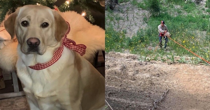 Rope rescue leads to happy ending for missing Kelowna puppy