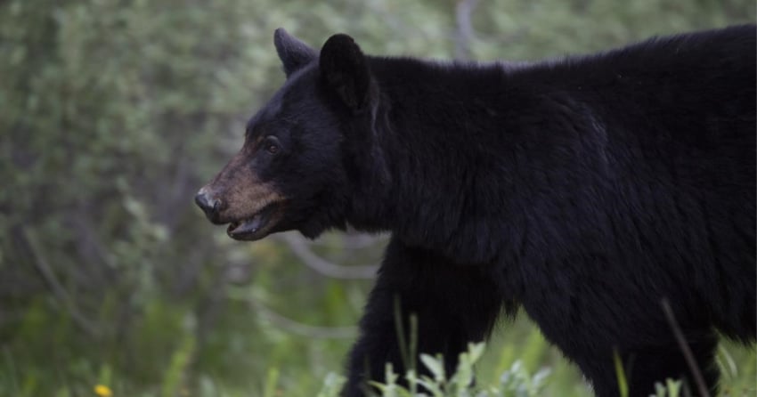 Tree planter airlifted to hospital after being attacked by bear in northern BC