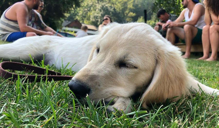 <who>Photo Credit: NowMedia</who>Just another dog named Sadie.