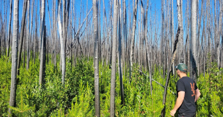 Lands damaged by 2017 wildfires in BC Interior being rehabilitated