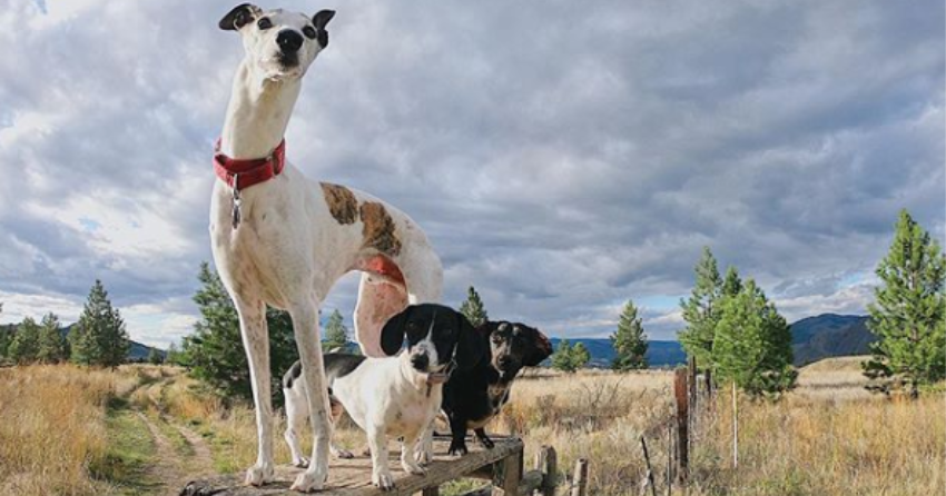 PHOTOS: Woof Wednesday Vol.30