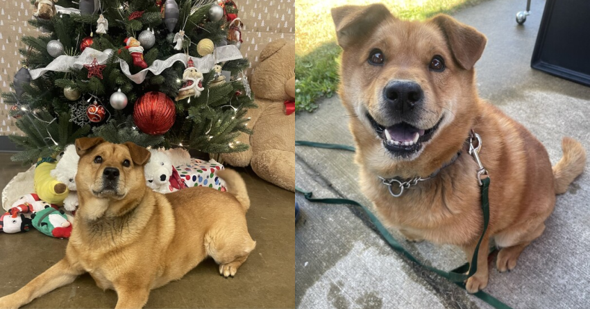Furever Home Finder: Yeepers 