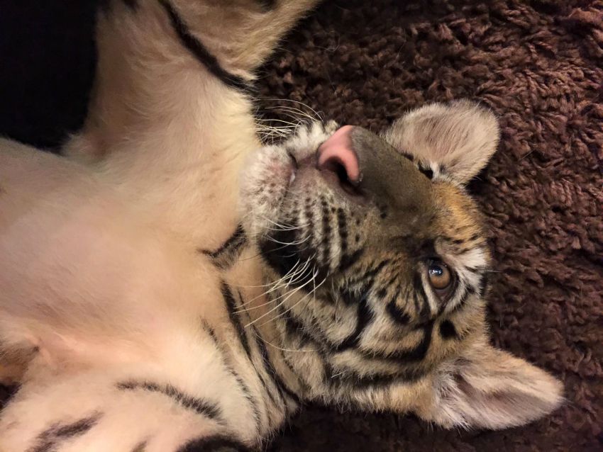 The tiger is receiving medical care. (Photo Credit: Forever Wild Exotic Animal Sanctuary Facebook)