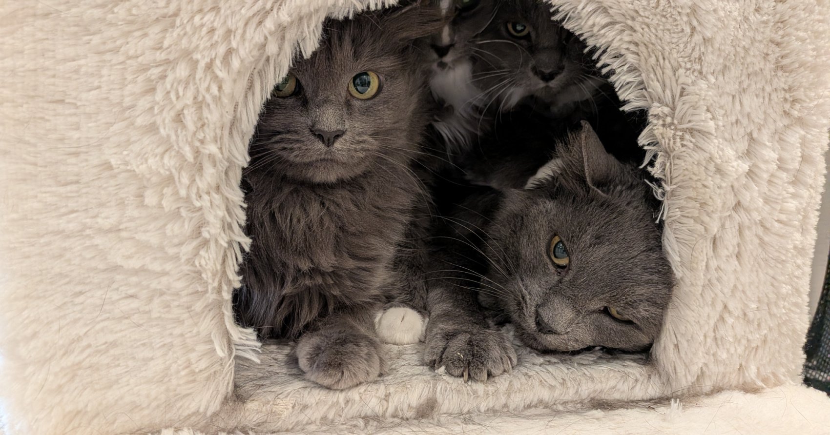 Okanagan Humane Society rescues 21 cats and kittens as record year continues