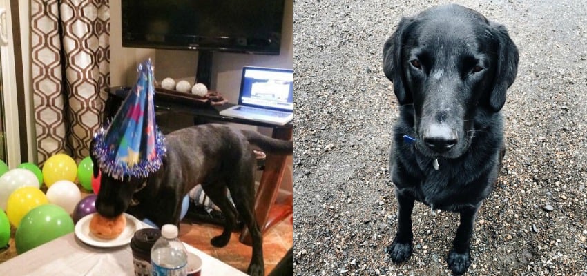 Okanagan family offering $1K reward for missing dog