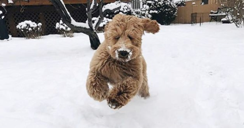 PHOTOS: Woof Wednesday Vol.7