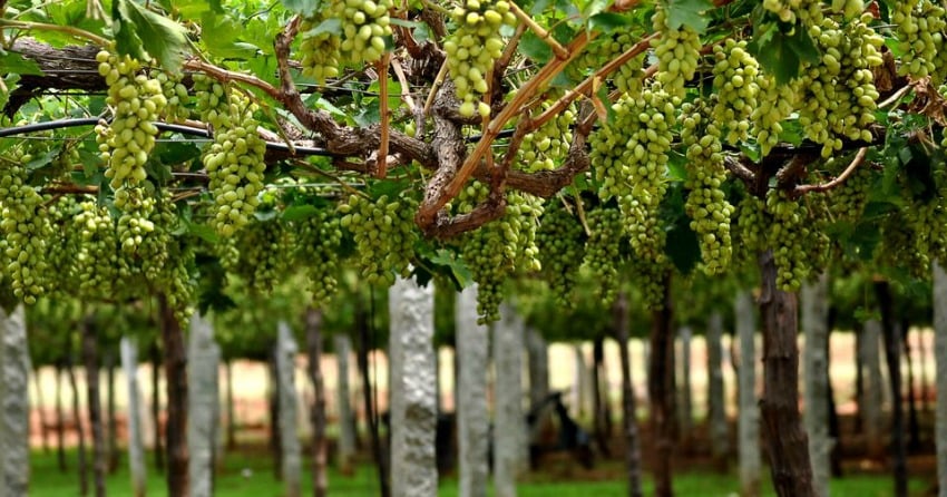 Countries you didn’t know produced wine