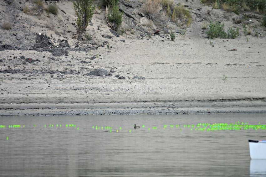 <who> Photo Credit: KamloopsBCNow.com </who> A duck joined the race, but was no match for the turtles.