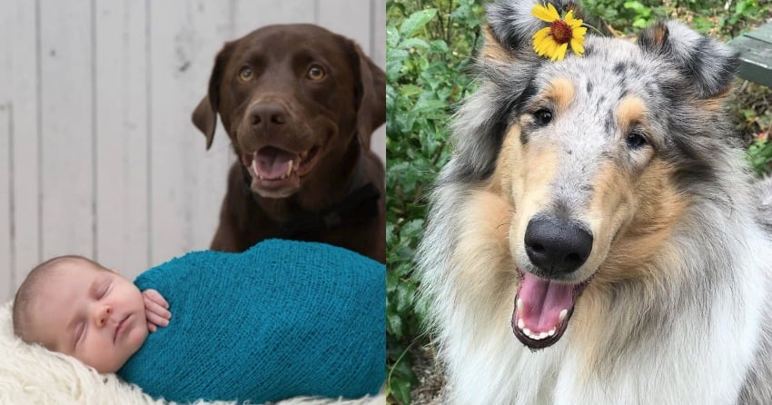 Woof Wednesday Vol. 33