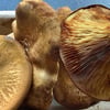 Potentially toxic mushrooms were sold at BC Interior farmers market